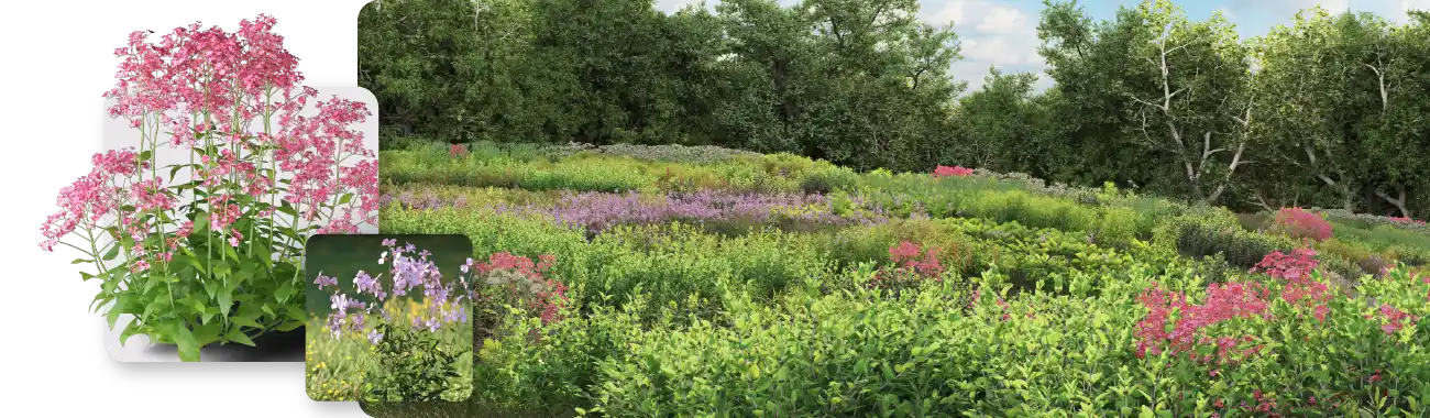 植物学的に正確