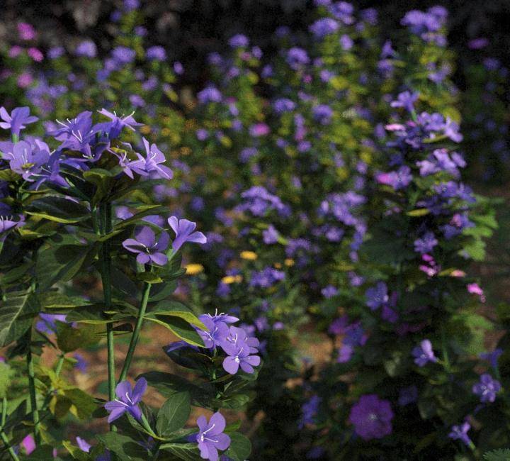 Bushes and Flowers のレンダリング画像 1
