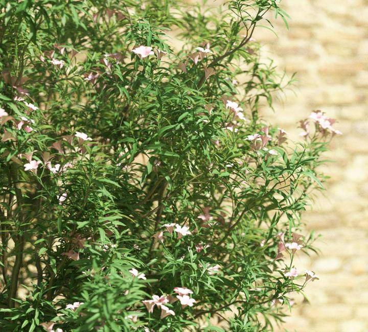 Bushes and Flowers のレンダリング画像 2