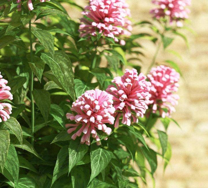 Bushes and Flowers のレンダリング画像 3