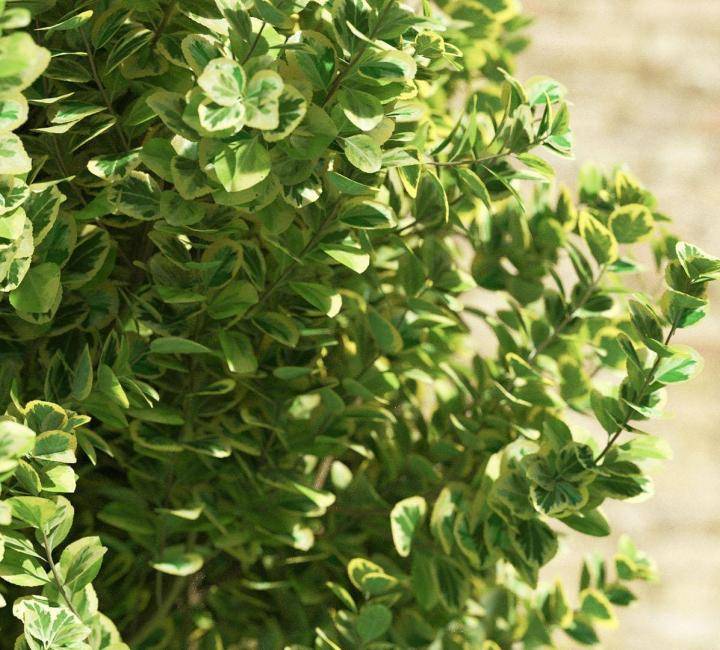 Bushes and Flowers のレンダリング画像 4