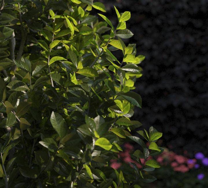 Bushes and Flowers のレンダリング画像 5