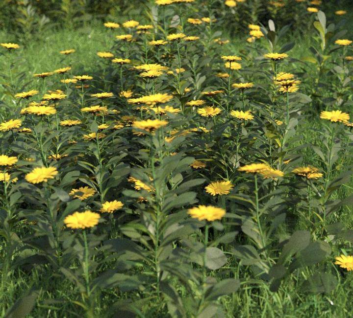 Bushes and Flowers のレンダリング画像 6