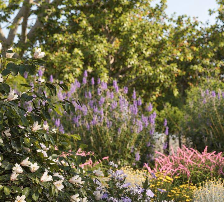 Bushes and Flowers のレンダリング画像 15