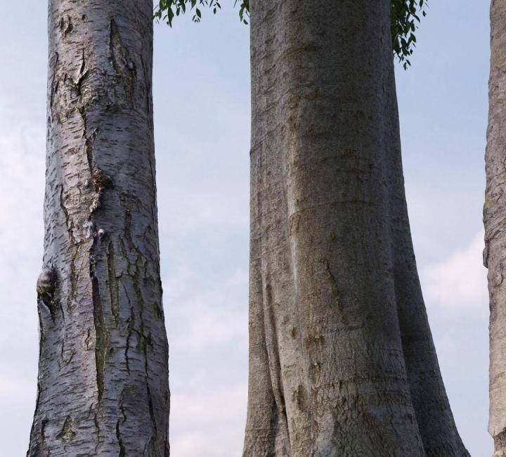World Trees のレンダリング画像 4