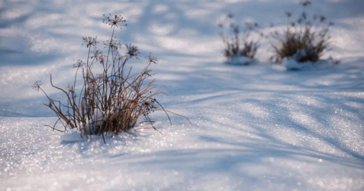 Glintsレイヤーを用いた雪のクローズアップレンダリング